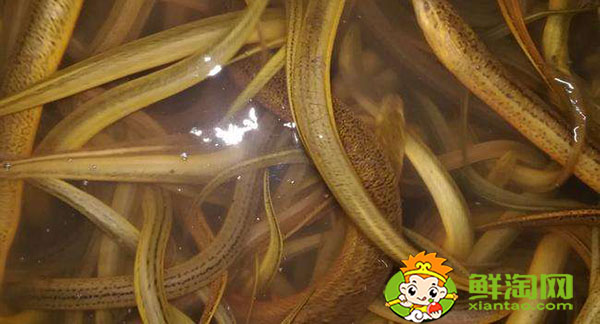 广东黄鳝为什么是缅甸黄鳝，怎么区分缅甸黄鳝和内地黄鳝