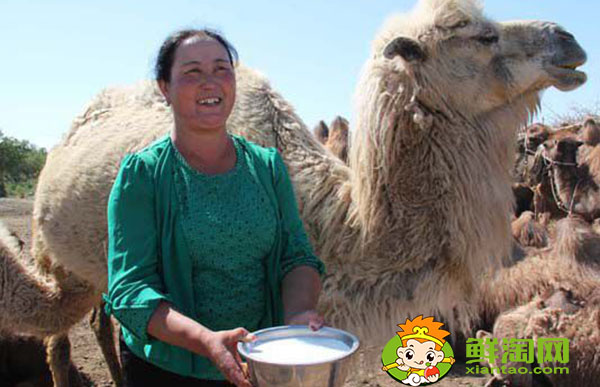 骆驼奶能降低血糖吗，血糖人一天能喝多少骆驼奶