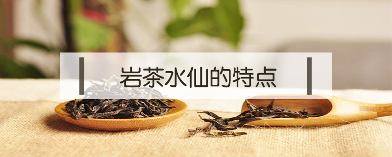 岩茶水仙的特点