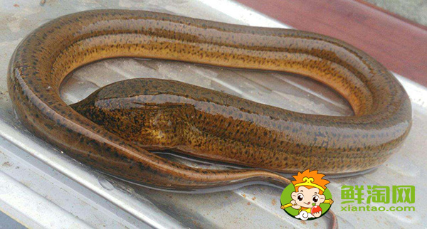 缅甸黄鳝是什么品种，缅甸黄鳝为什么那么大