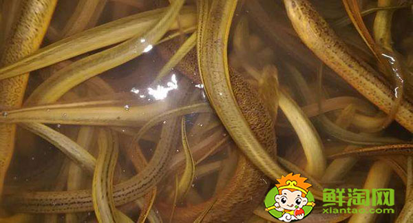 缅甸黄鳝为什么便宜,缅甸黄鳝和大陆黄鳝区别