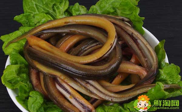 孟加拉黄鳝吃的人多吗，孟加拉黄鳝为什么便宜