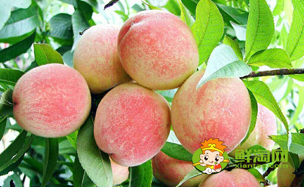 3斤大的桃子是什么品种，中国四大名桃产地