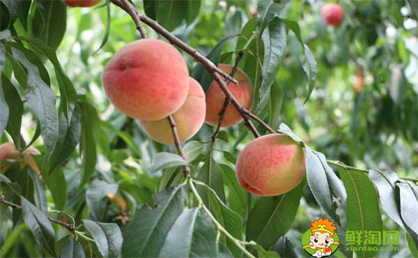 桃子是凉性还是热性，五月桃的功效与作用