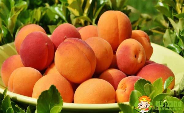 桃子是凉性还是热性，五月桃的功效与作用