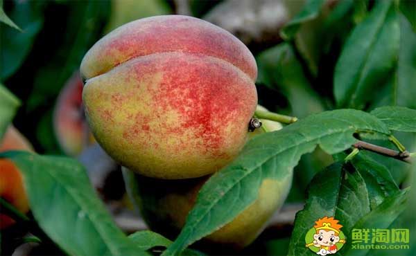 桃子和螃蟹能一起吃吗，桃子的功效与作用