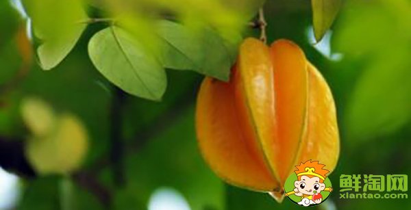 杨桃一天可以吃几个，杨桃有什么营养成分
