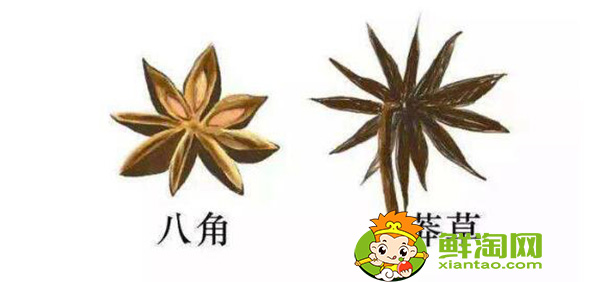 八角茴香的真伪鉴别，假八角的样子