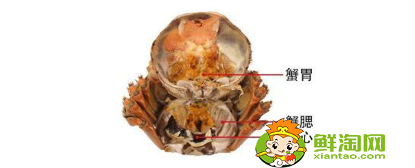 螃蟹吃什么部位，新手怎么吃螃蟹图解