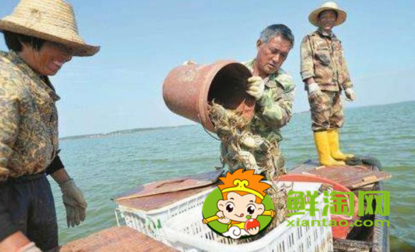 梁子湖大闸蟹怎么样，梁子湖大闸蟹养殖基地