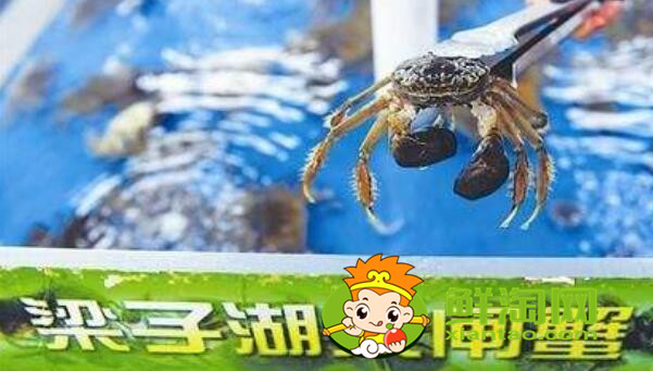 大闸蟹多少钱一斤，最佳吃大闸蟹的季节