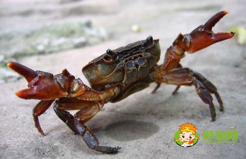 吃螃蟹是农历还是阳历，九月十月吃什么螃蟹