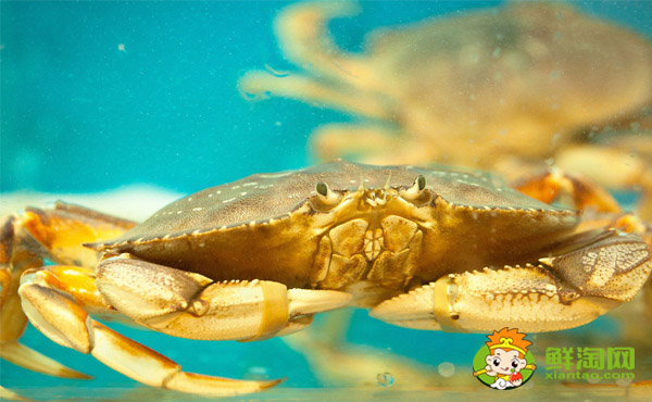 面包蟹怎么挑选有黄的，面包蟹为什么不能清蒸