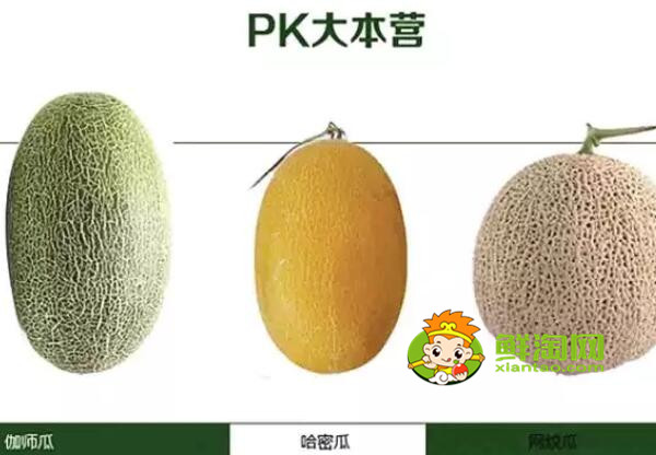 绿色哈密瓜是什么品种，绿色哈密瓜是发物吗