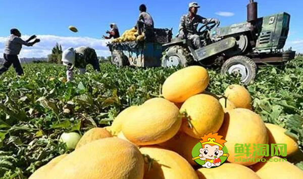 绿色哈密瓜是什么品种，绿色哈密瓜是发物吗