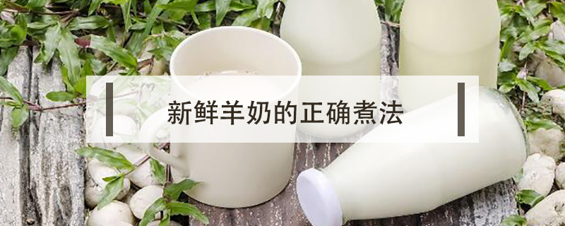 新鲜羊奶的正确煮法