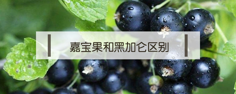 嘉宝果和黑加仑区别