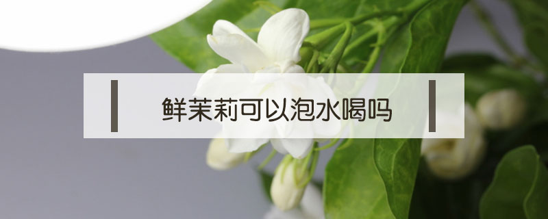 鲜茉莉可以泡水喝吗