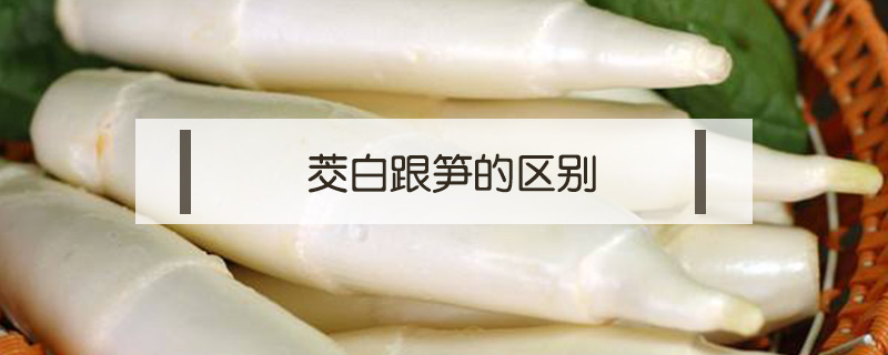 茭白跟笋的区别