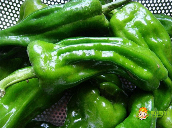 薄皮青椒为什么是辣的，牛角椒和薄皮椒哪个辣