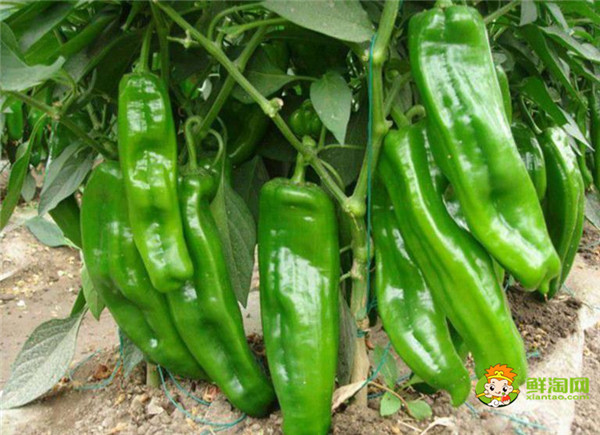 薄皮青椒哪个品种好 青椒哪个品种好吃 鲜淘网