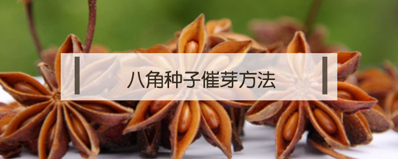 八角种子催芽方法