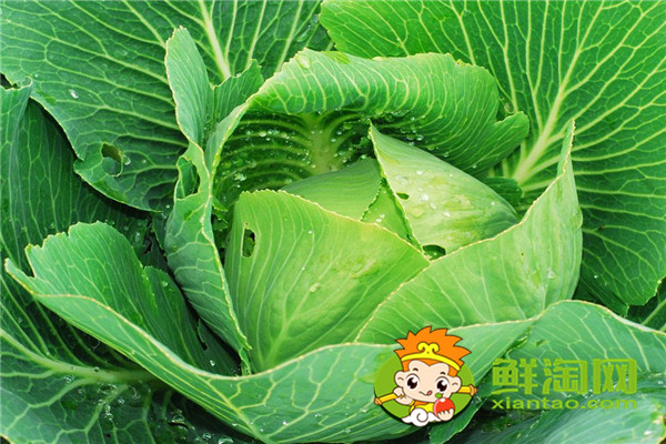 7月份可以种包菜吗，矿石镇卷心菜成熟时间