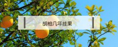 胡柚几年挂果