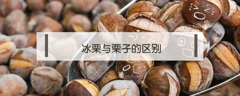 冰栗与栗子的区别