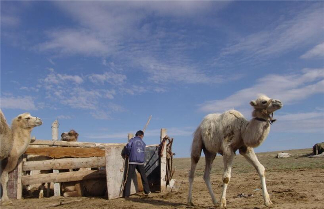 新鲜骆驼奶多少钱一斤，骆驼奶粉500g的价格