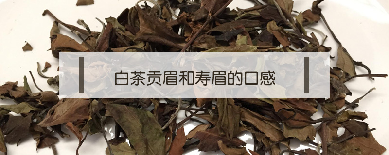 白茶贡眉和寿眉的口感