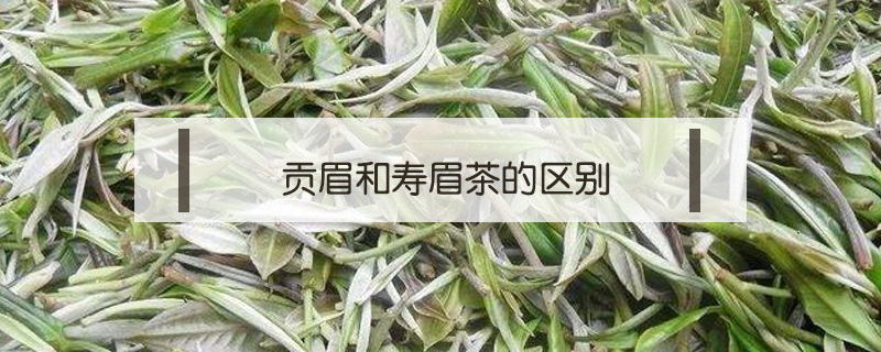 贡眉和寿眉茶的区别