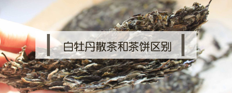 白牡丹散茶和茶饼区别