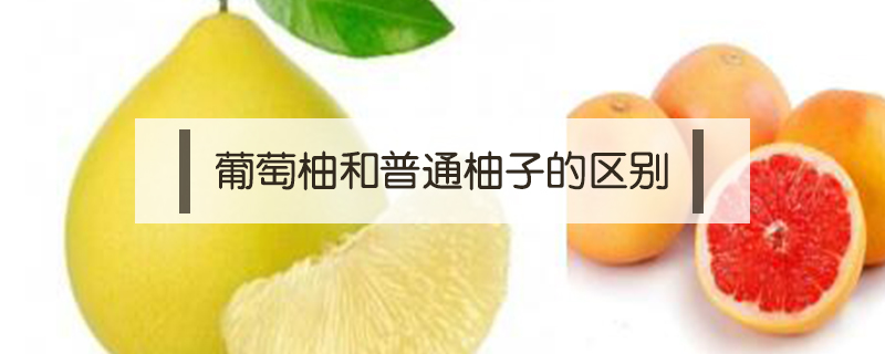 葡萄柚和普通柚子的区别 鲜淘网 葡萄柚和普通柚子的区别 鲜淘网