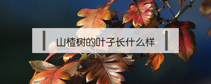 山楂树的叶子长什么样