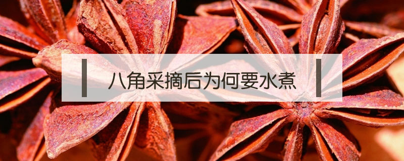 八角采摘后为何要水煮