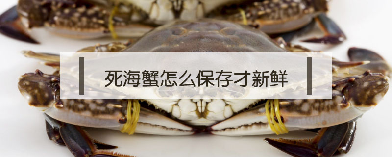 死海蟹怎么保存才新鲜