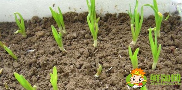 大蒜发芽能吃吗，大蒜种植时间和方法