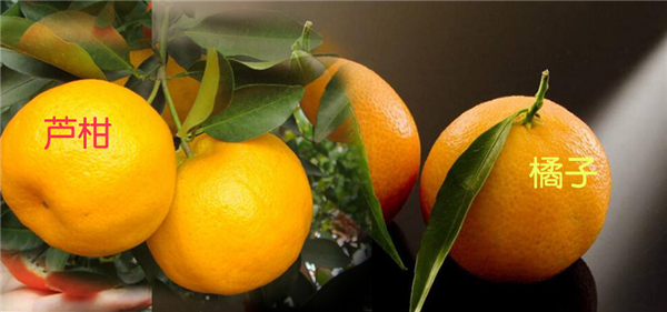 芦柑是什么样子的图片，芦柑是什么，芦柑和橘子的区别
