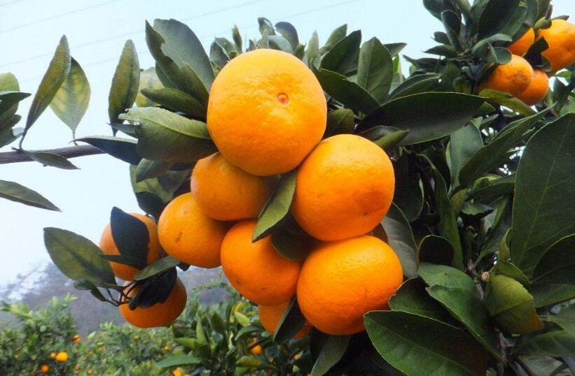 芦柑是什么样子的图片，芦柑是什么，芦柑和橘子的区别