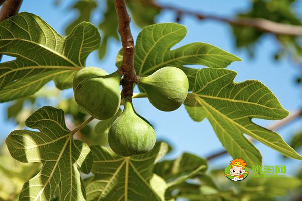 无花果怎么治痔疮出血，轻微痔疮用无花果才可以治疗