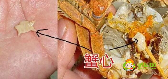 螃蟹怎么吃图解，螃蟹哪里不能吃高清图