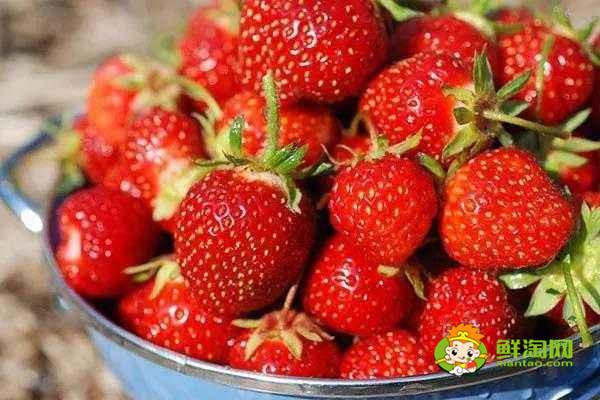 什么草莓品种最好吃，不同品种的草莓不同的口感