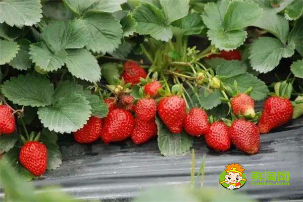 草莓是什么季节的水果，草莓是春夏季节的水果