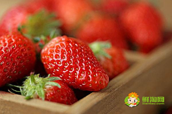 反季节草莓几月份熟，怎么挑选草莓好吃