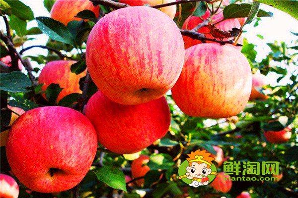 苹果的功效与作用，苹果什么时候吃最减肥