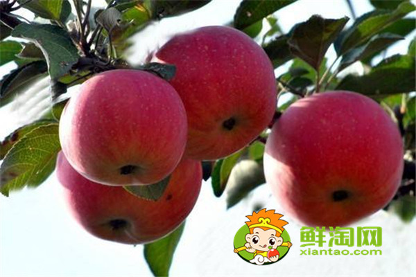 冬季苹果储存方法，海棠果是苹果吗