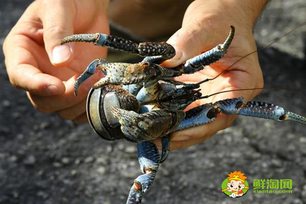 椰子蟹哪些部位不能吃，吃椰子蟹的注意事项