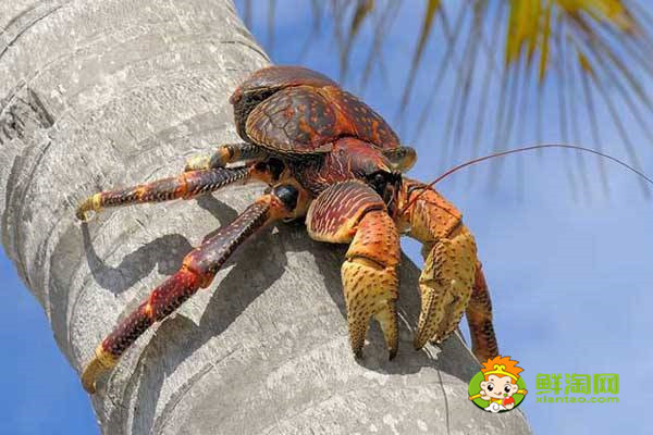 椰子蟹肚子里面是什么 吃椰子蟹的注意事项 鲜淘网