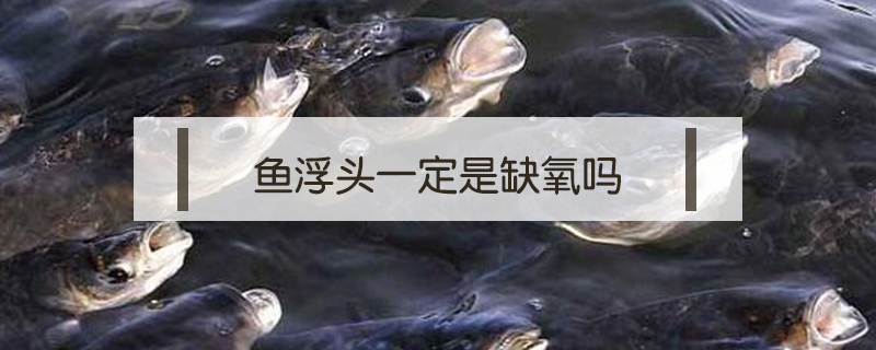 鱼浮头一定是缺氧吗